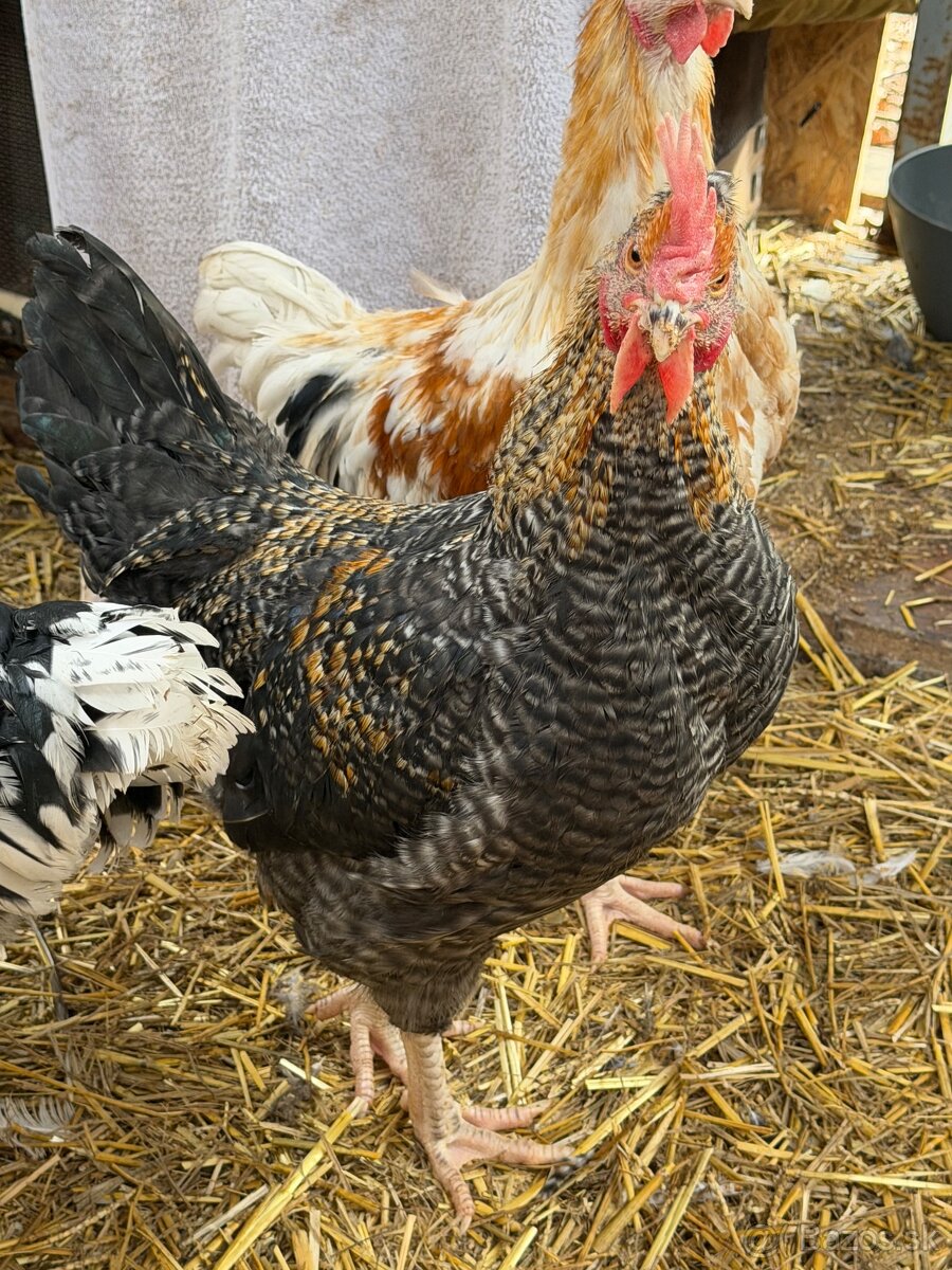 Kohút grenshell - 3