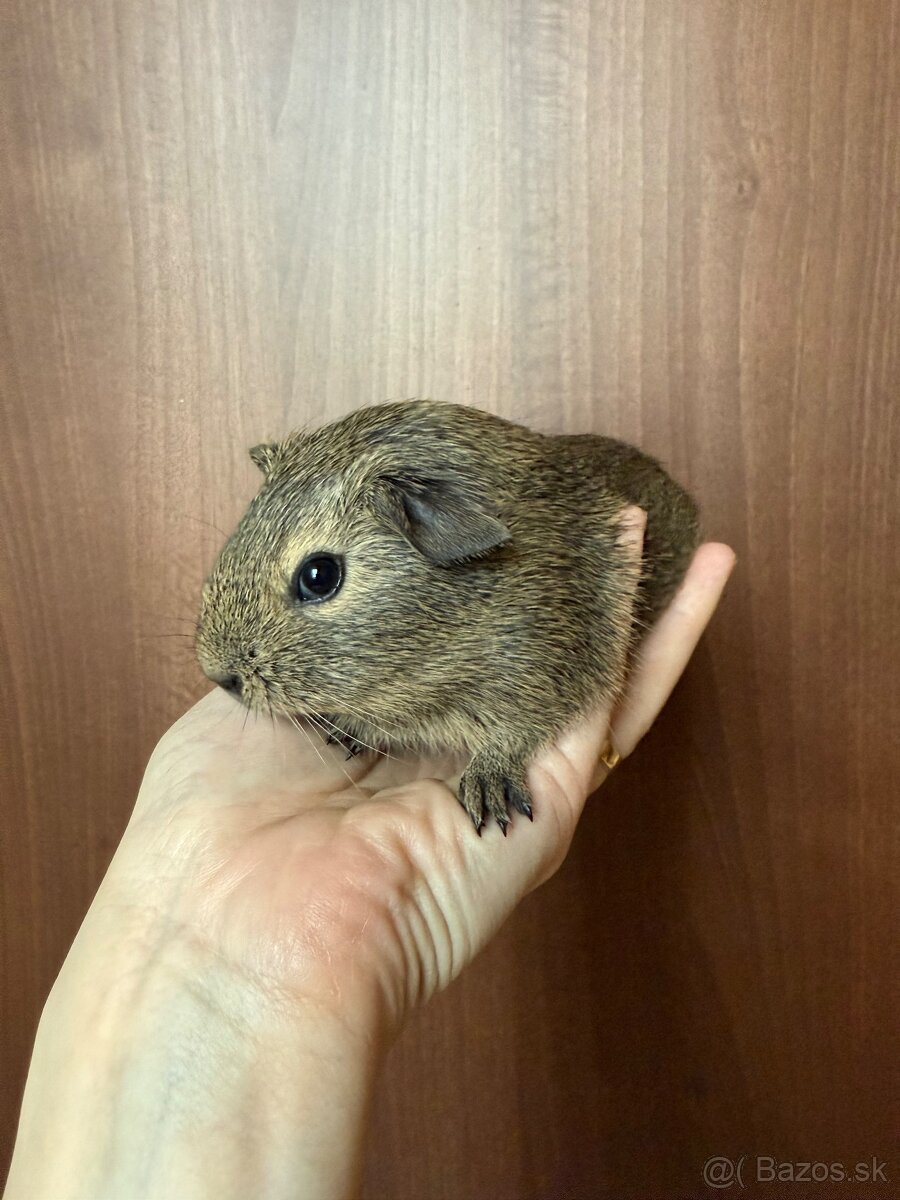 Darujeme morciatka - 3