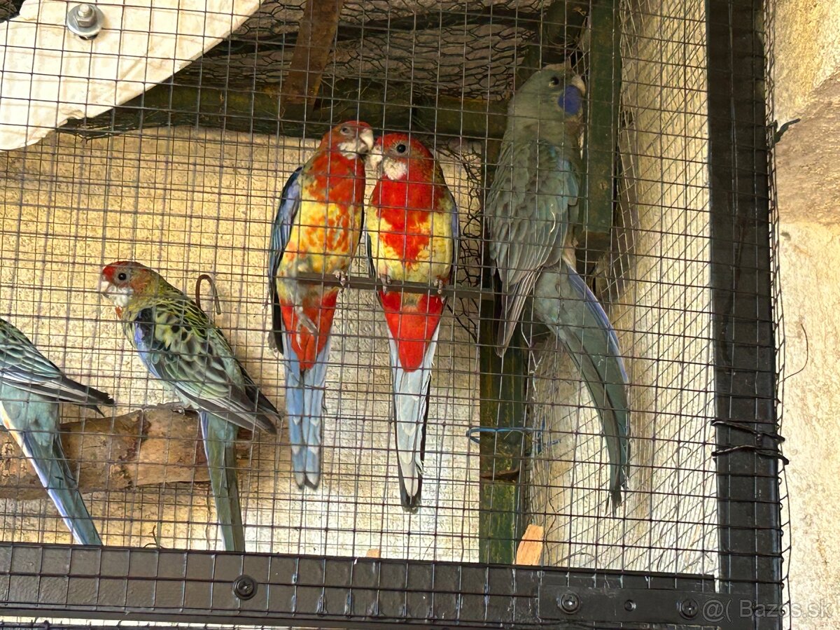 Hľadajú nový domov - 3