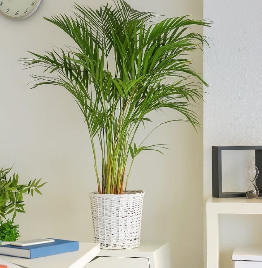 Izbová rastlina - 3