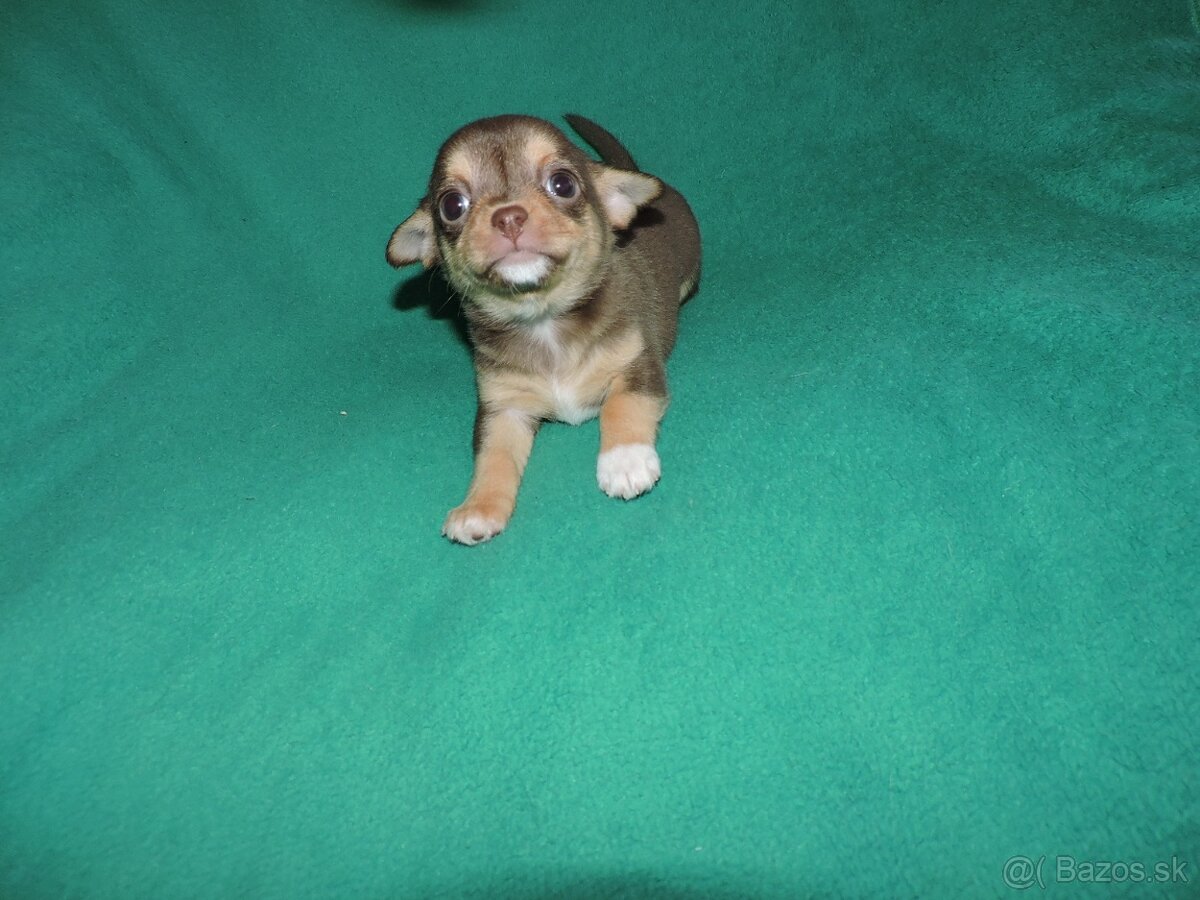 čivava krátkosrstá,fenky - 3
