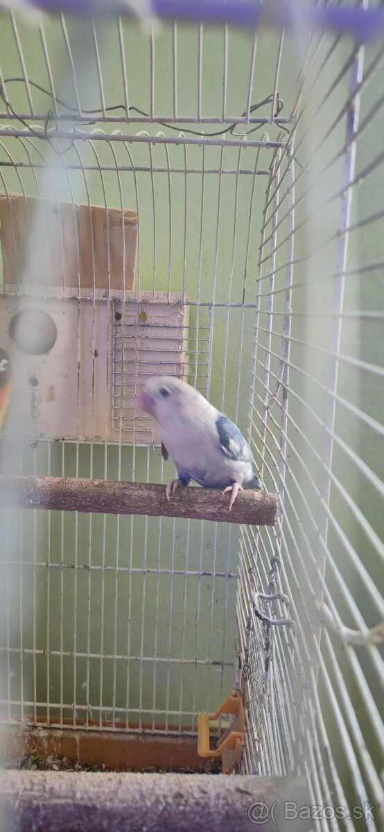 Agapornis fischeri pára. - 3