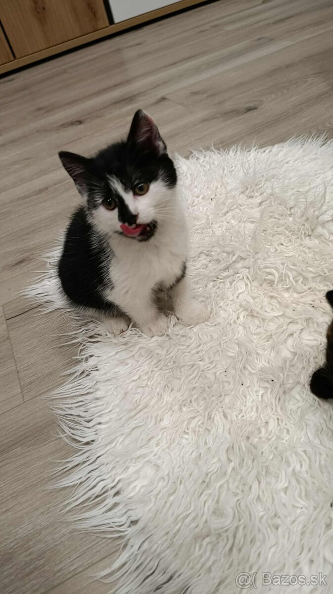 Darujem mačiatka - 3