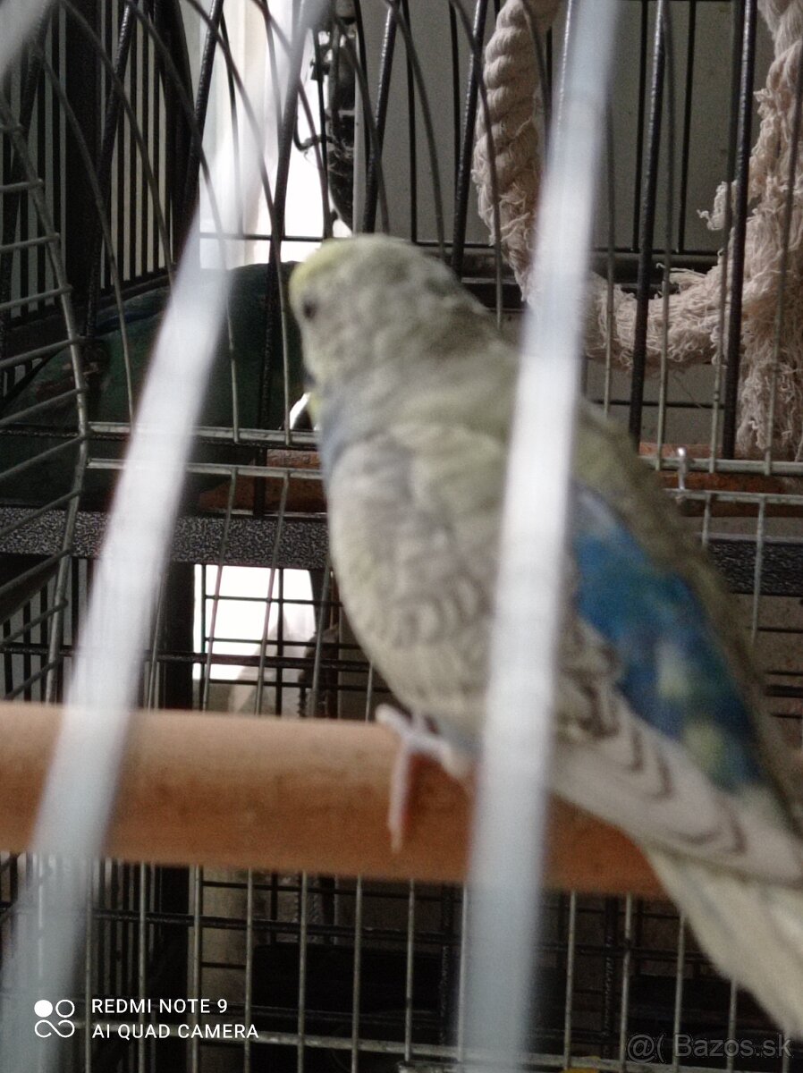 Dúhové andulky - 3