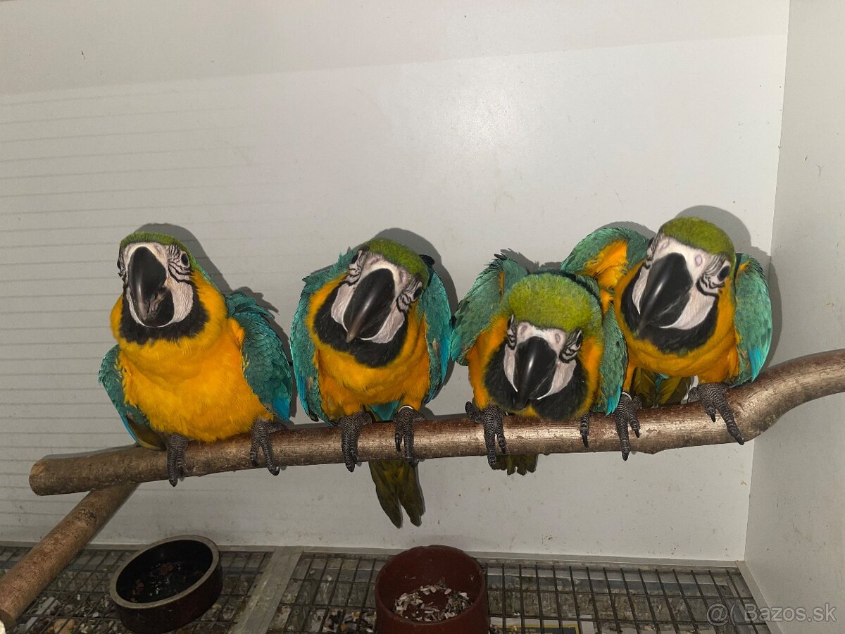 🟡🔵🟡🔵 Ara Ararauna 🟡🔵🟡🔵 - 3