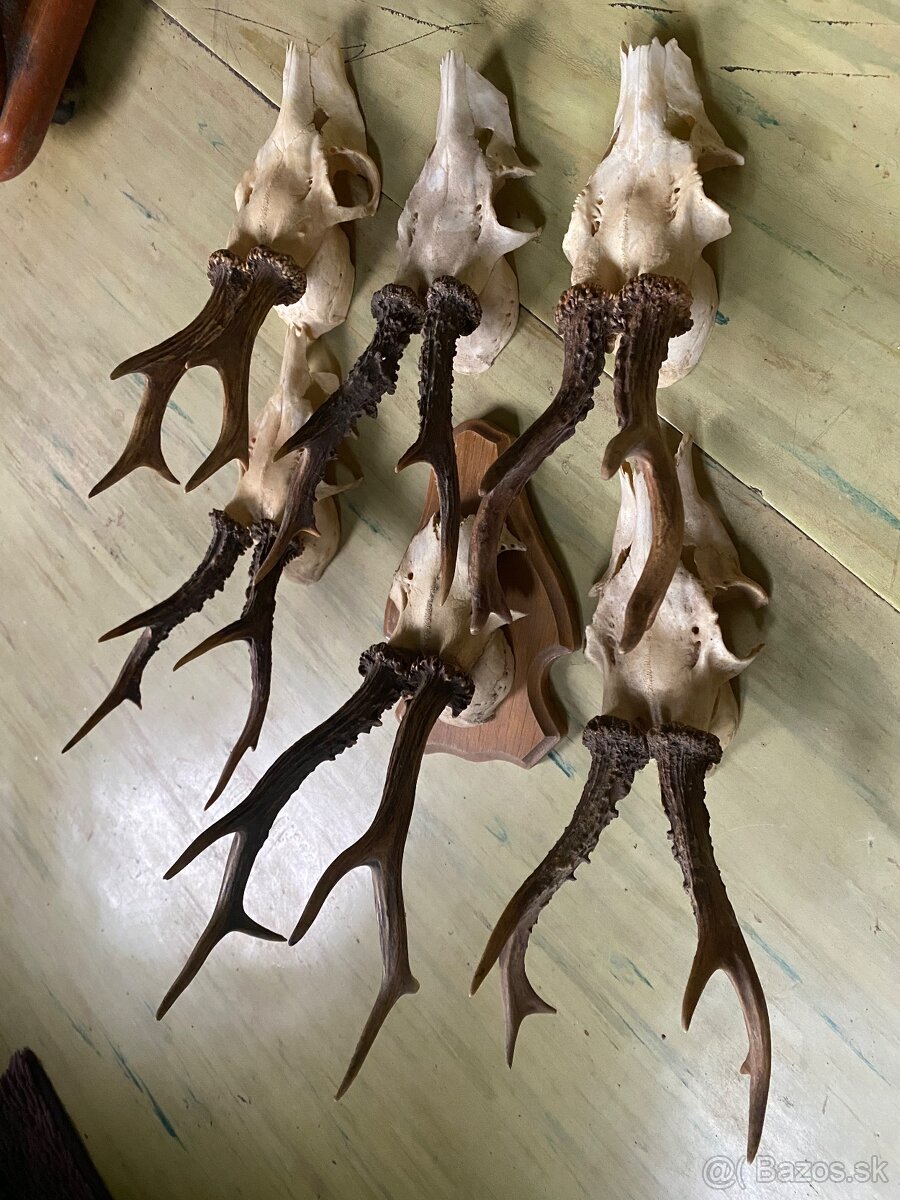 Srnčie trofeje zrezy - 3