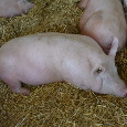 Prasatá na predaj - 3