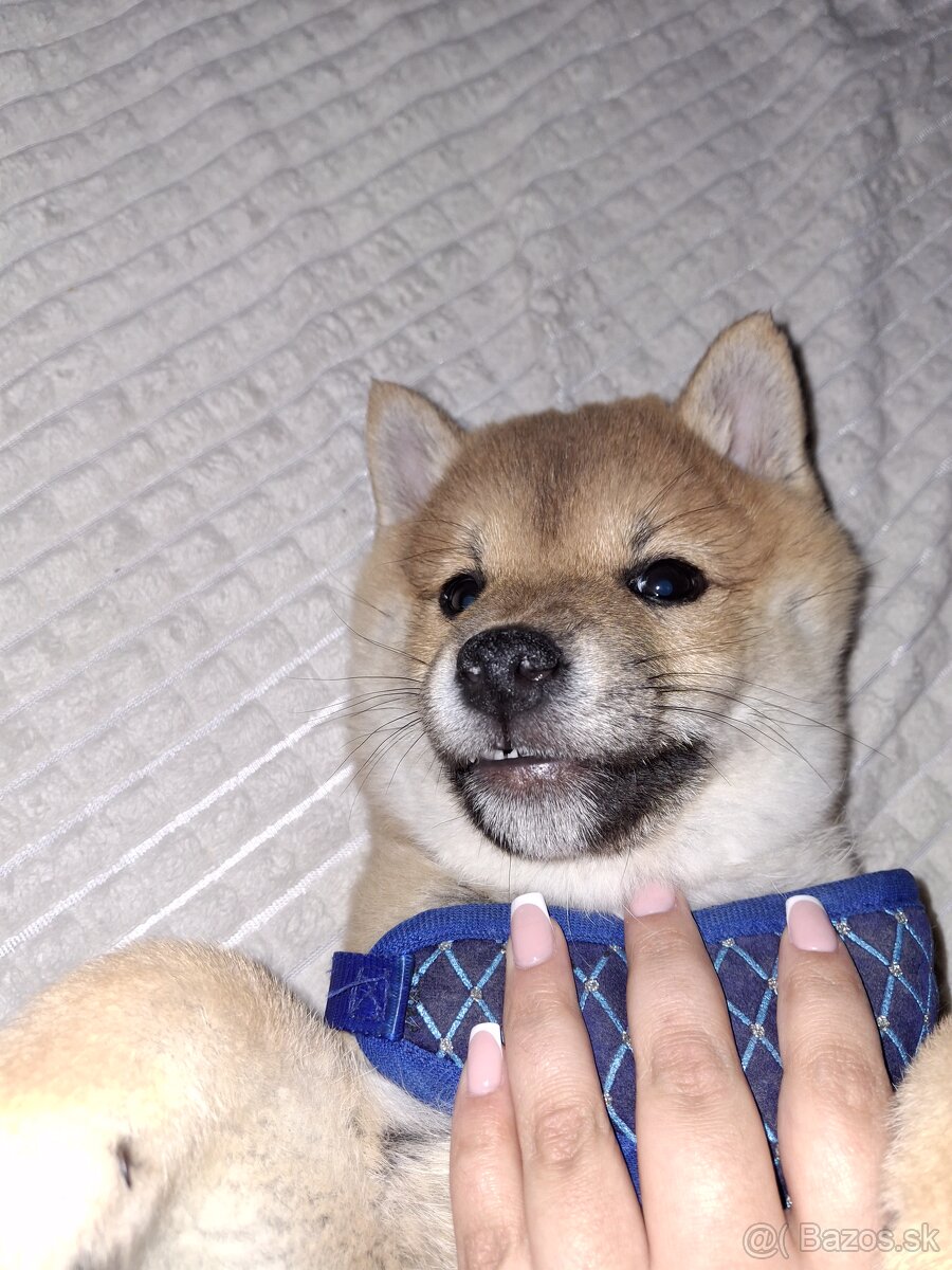 Predam steniatko - 3