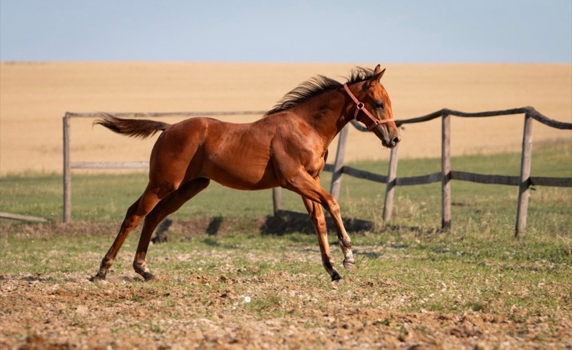 Hřebec Paint Horse s PP - 3
