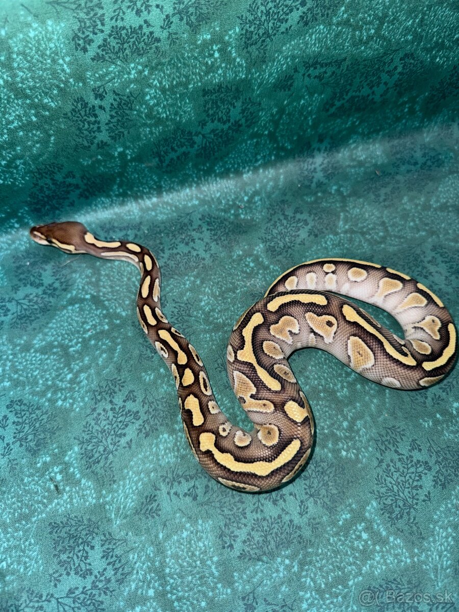 Python regius-krajta kráľovská - 3