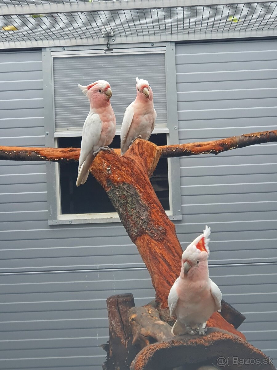 Inka,ruzovy lutino, horsky - 3