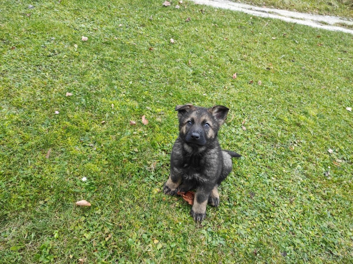 Nemecký ovčiak - 3