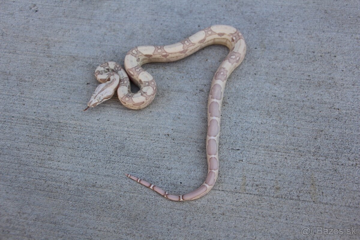 Veľhad kráľovský, Boa constrictor - 3