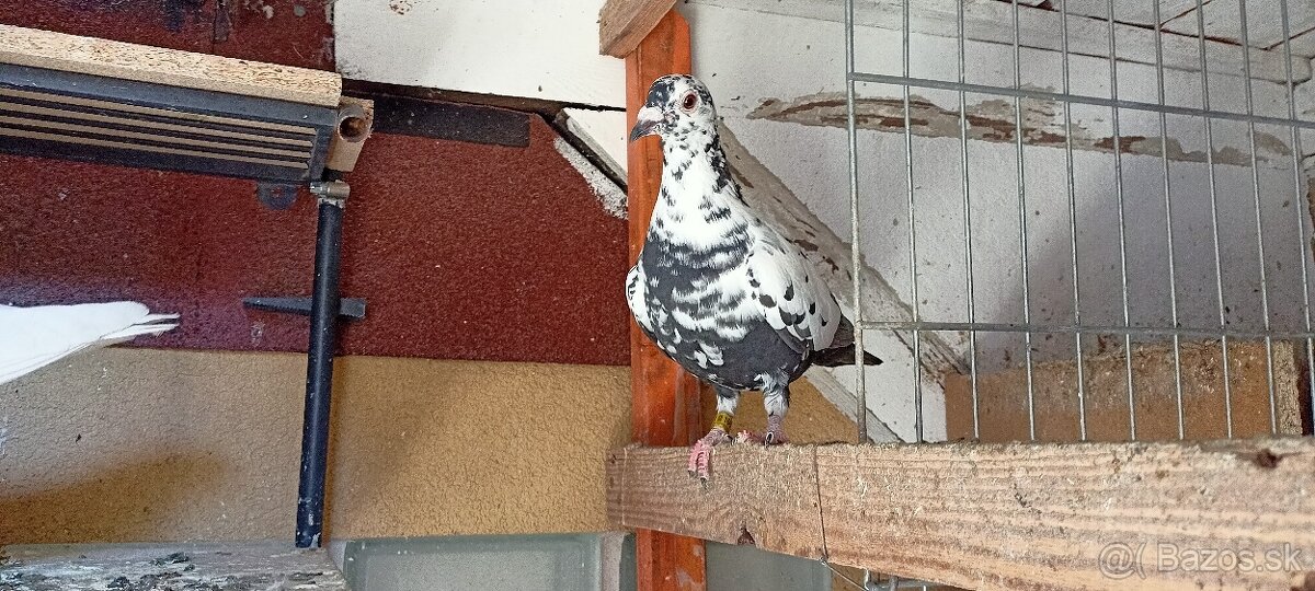 Poštové holuby - 3