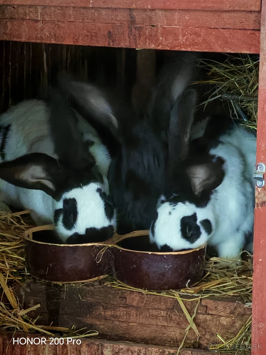 Králiky na predaj - 3