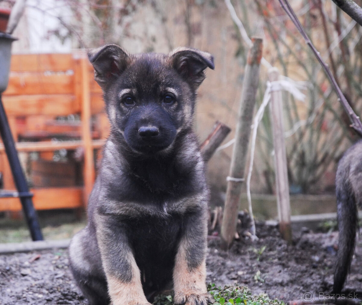 Nemecký ovčiak s PP - 3