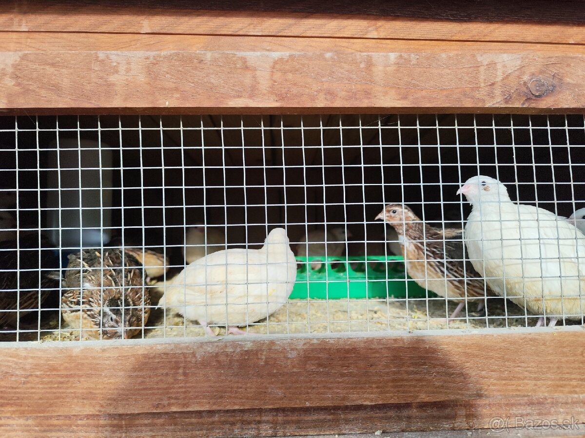 Texas prepelice kohuti - 3