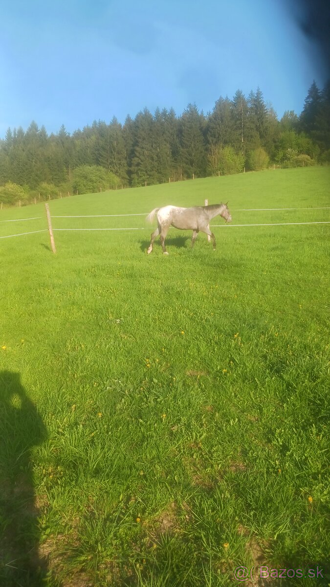 Ustajnenie koní - 3