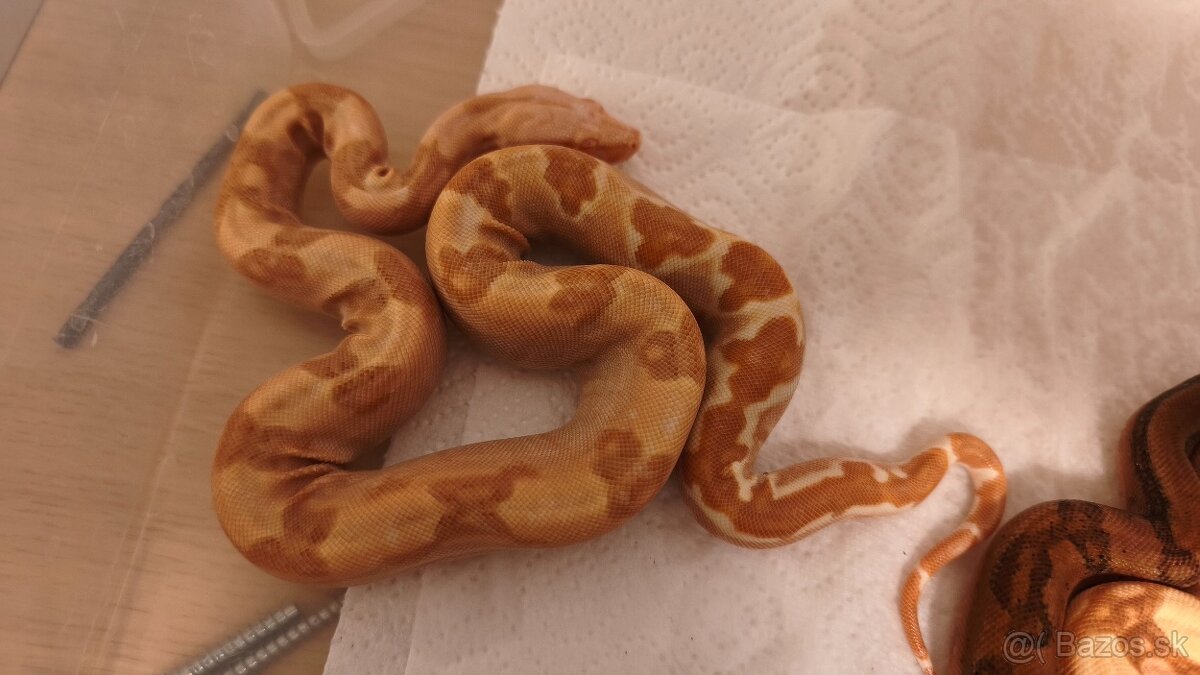 Velhad kralovsky - 3