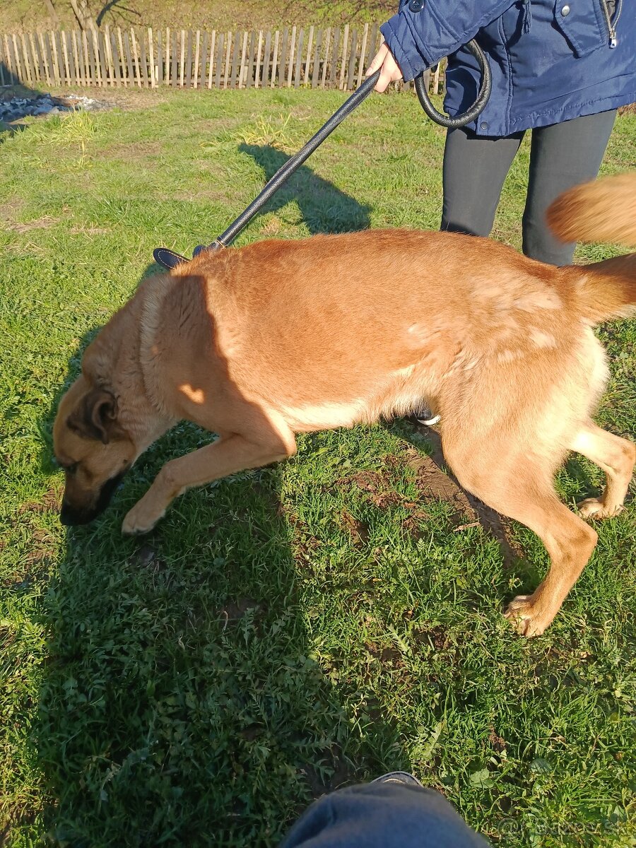 Nemecko-Belgicky ovčiak - 3