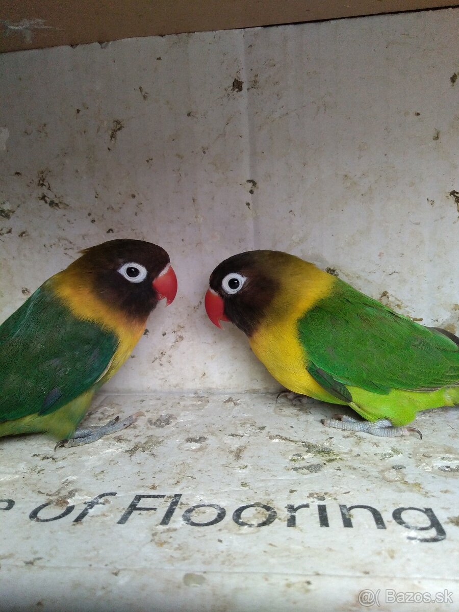 Agapornis škraboškovy - 3