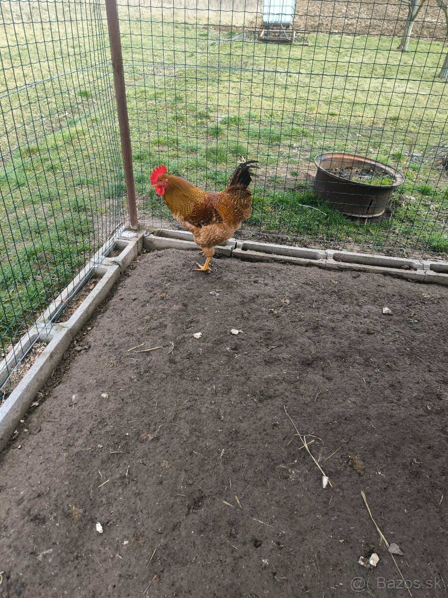 Predám kohuta - 3