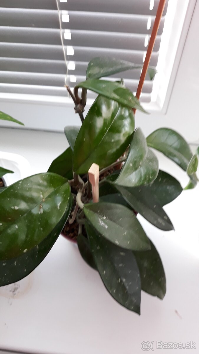 Predam izbové kvety 3e za kus - 3