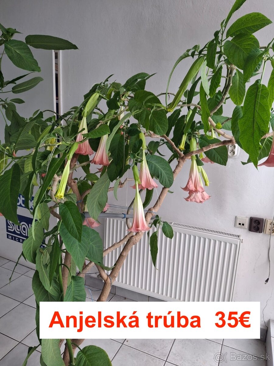 Anjelské trúby - 3