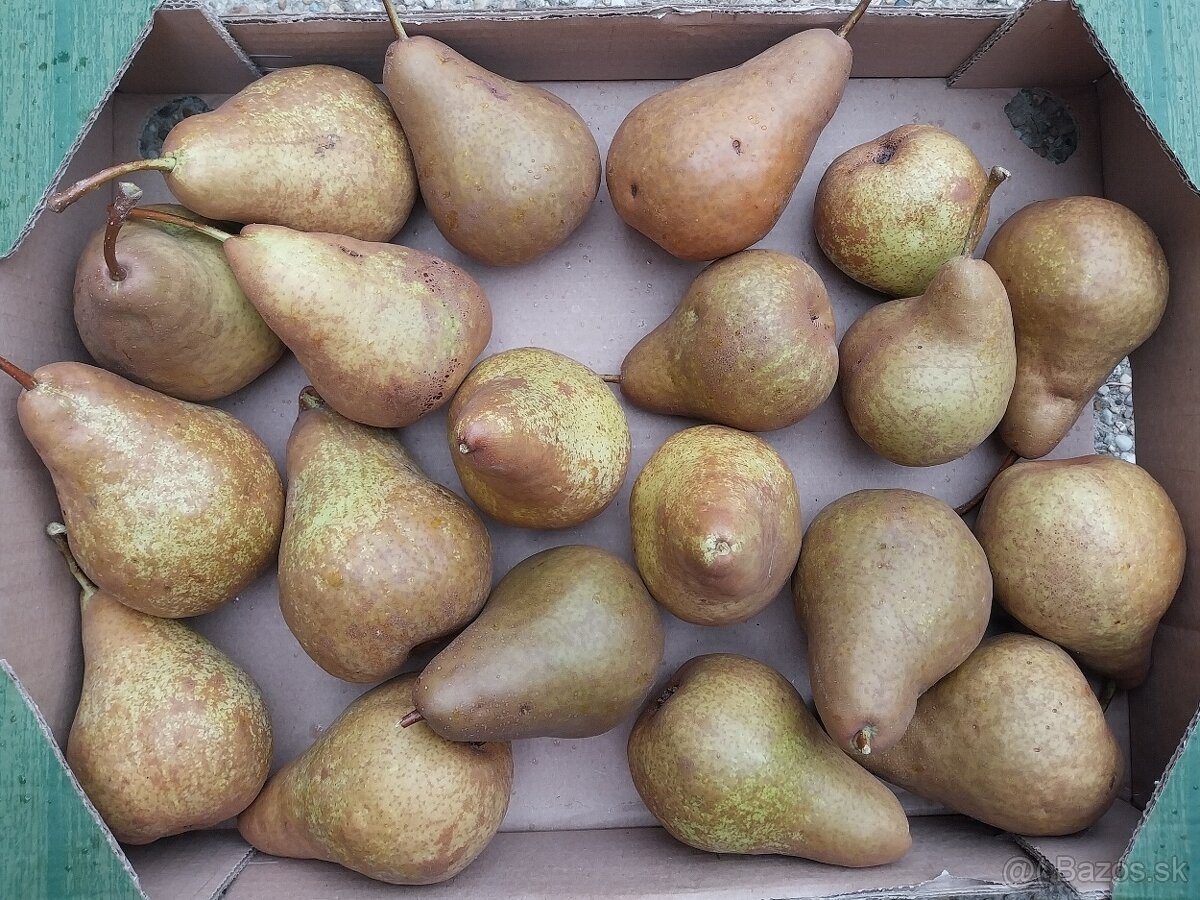 Predám eko bio nestriekané hrušky a jablká. - 3