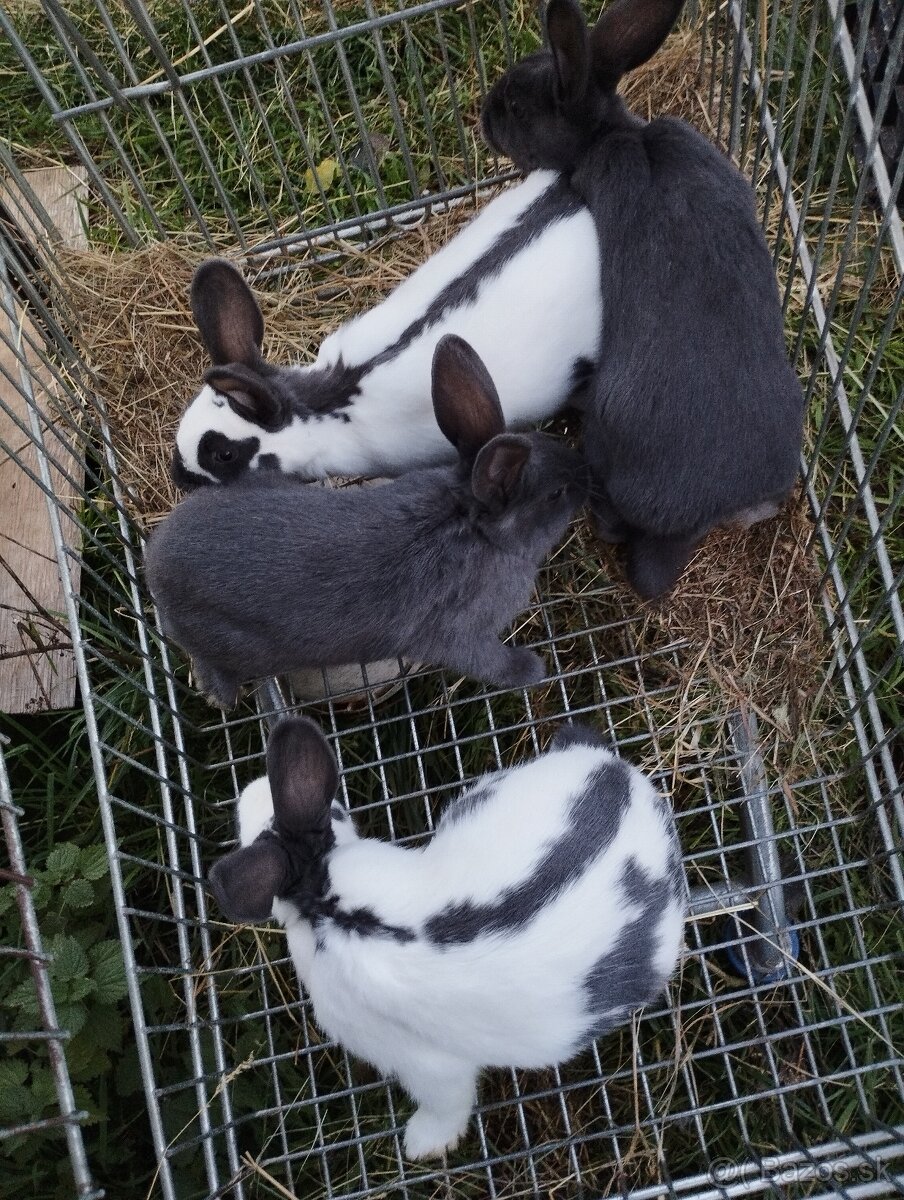 Český strakac - Č.S - 3