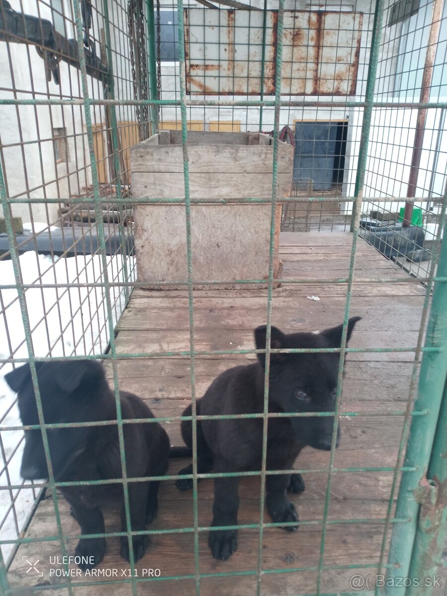 Nemecký ovčiak - 3