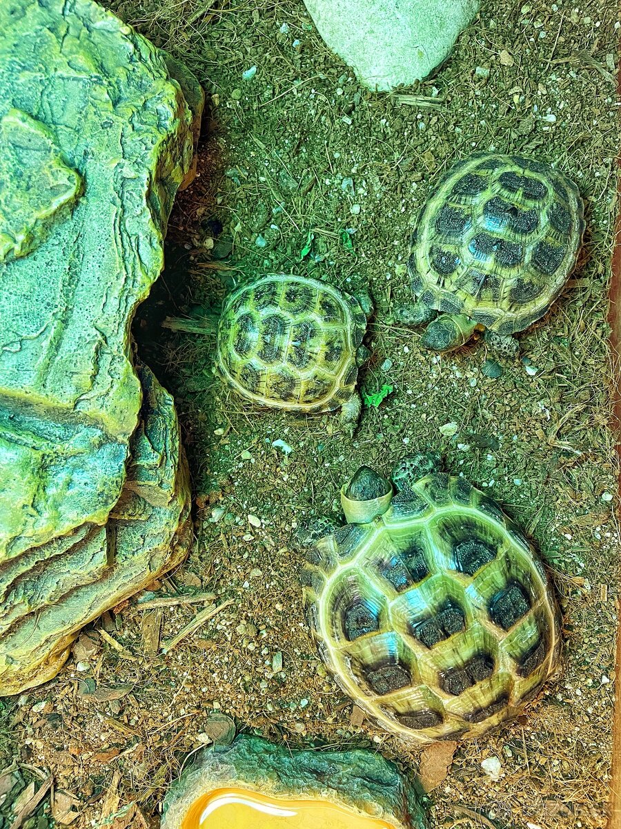 Suchozemská korytnačka - 3