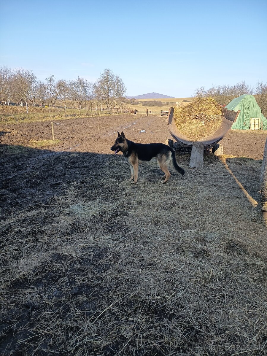 Predám nemecký ovčiak - 3