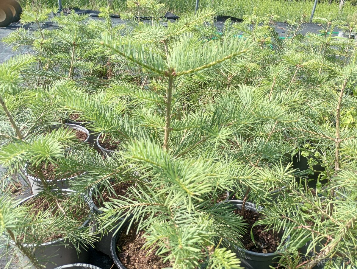 Jedla srienista-Abies concolor - 3