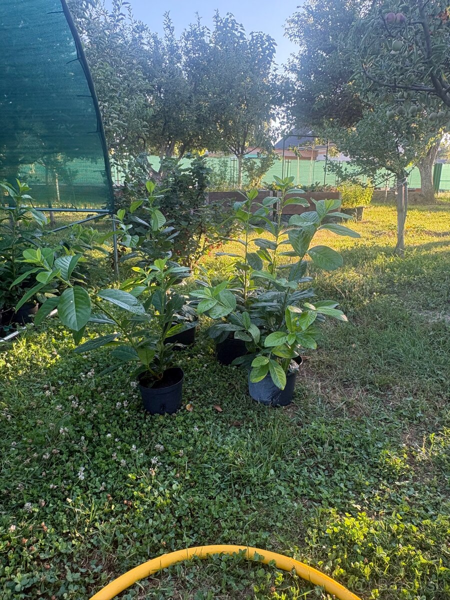 Predám Vavrinovec-Novita - 3