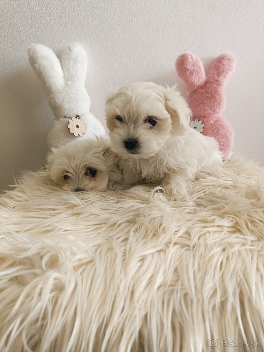 Maltezak,mini maltezak - 3