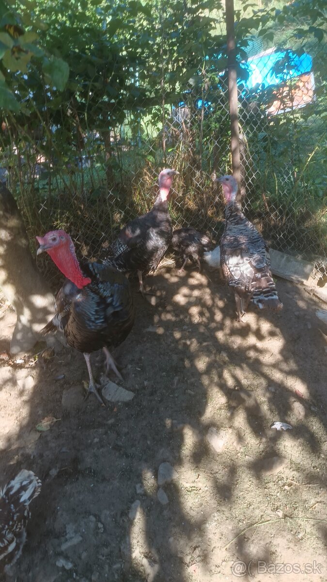 Predám chovnu páru moriek bronzových - 3