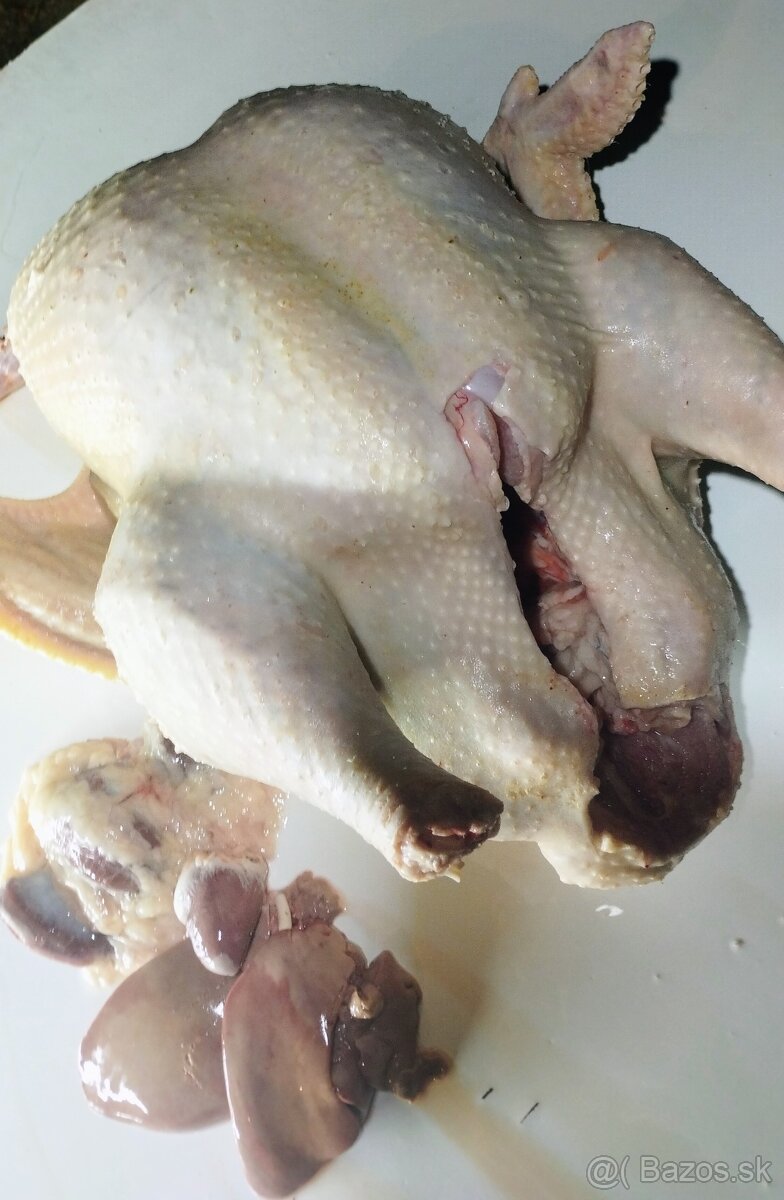 Brojlerové morky - 3