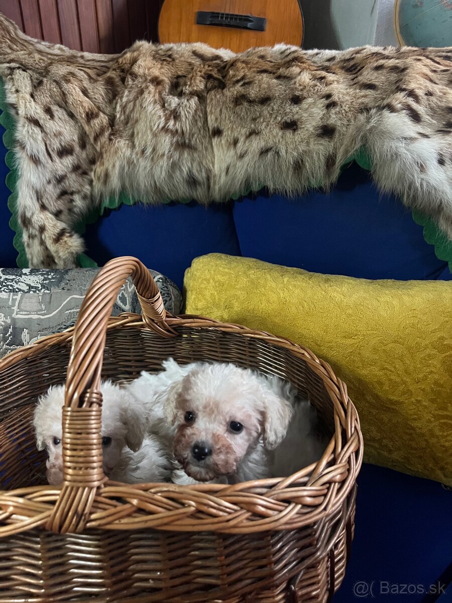 Trpasličí pudel - 3