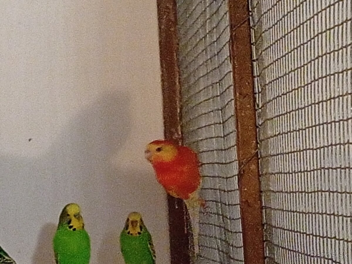 Papagáj spevavý - 3