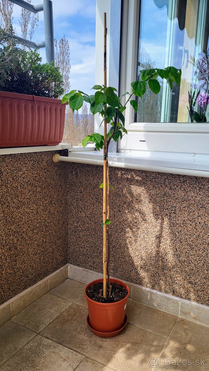 Bugenvilea (Bougainvillea) červená - 3