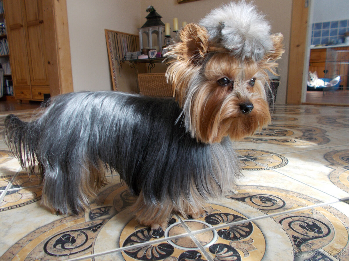YORKSHIRSKÝ TERIÉR - PSÍK NA KRYTIE, NIE NA PREDAJ - 3