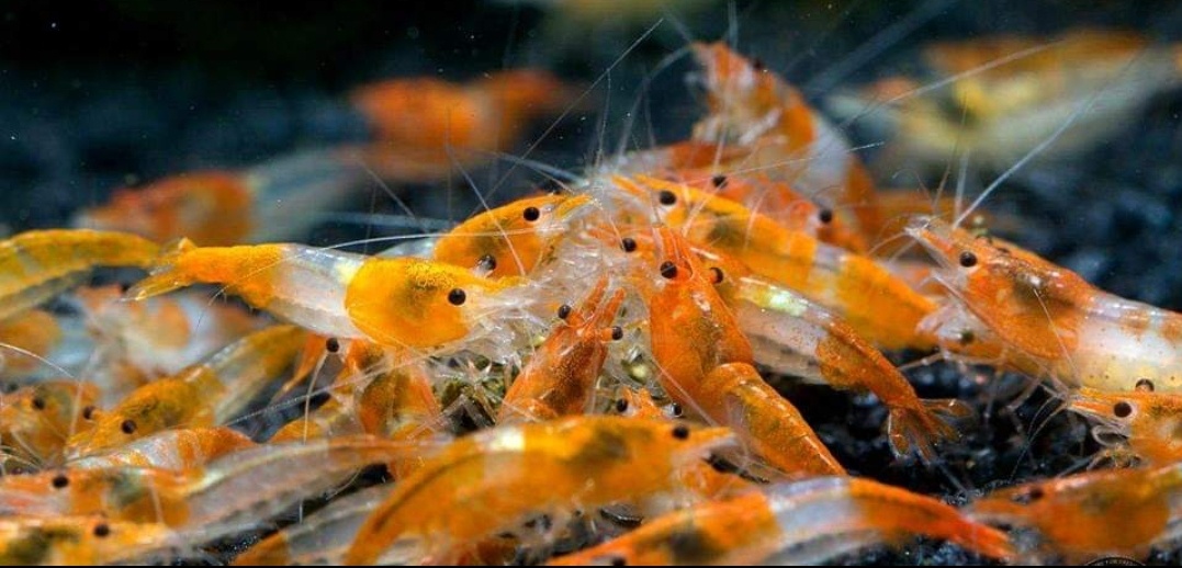 Predám krevetky - 3