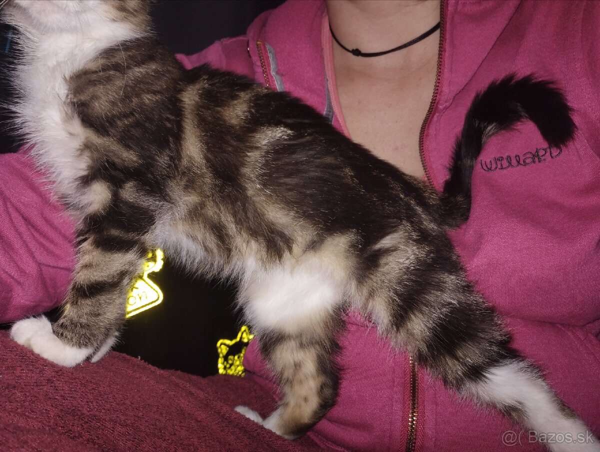 Darujem maciatko kocurik - 3