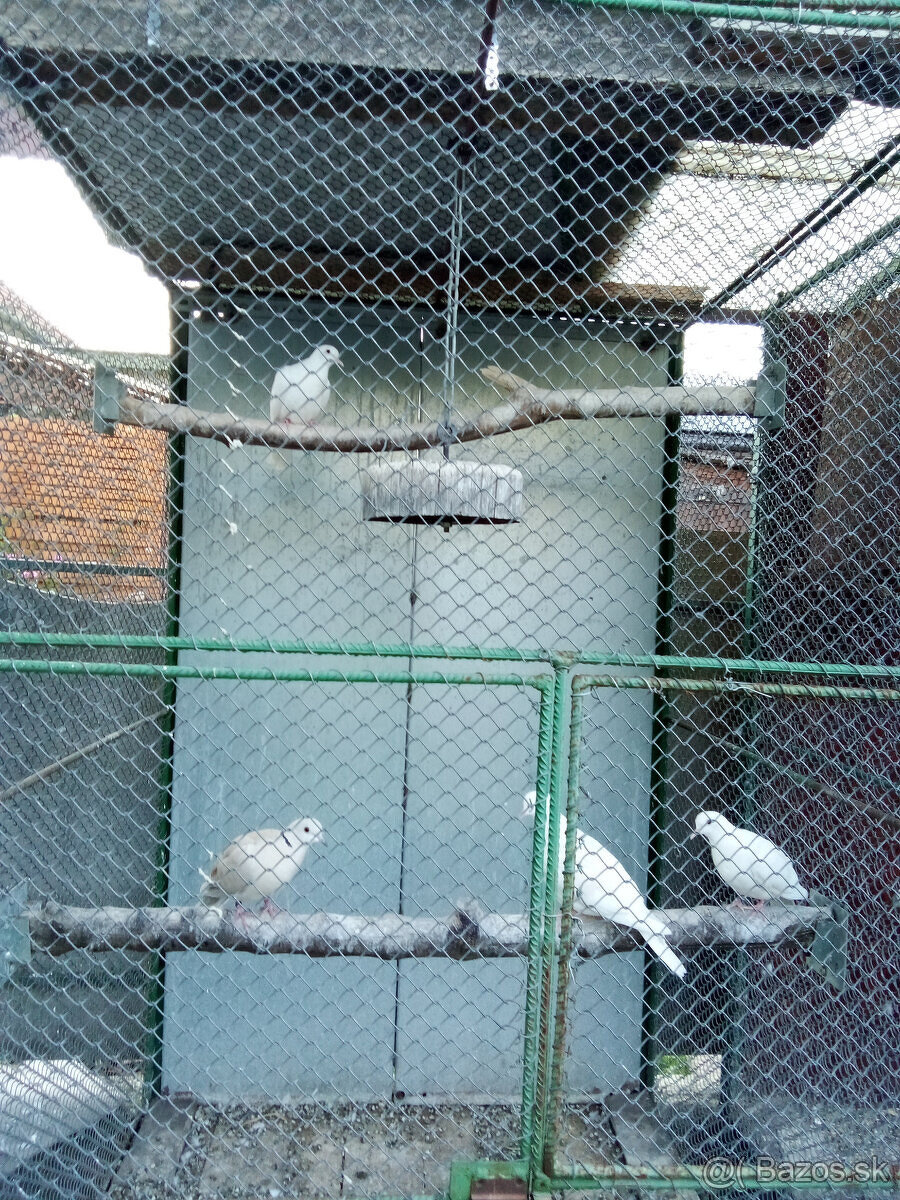 Hrdličky chichotavé- krúžkované - 3