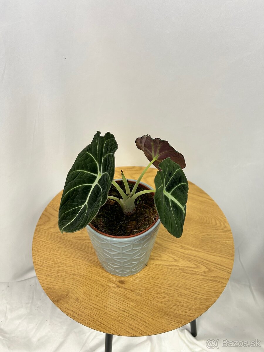 Alocasia Black Velvet - 3