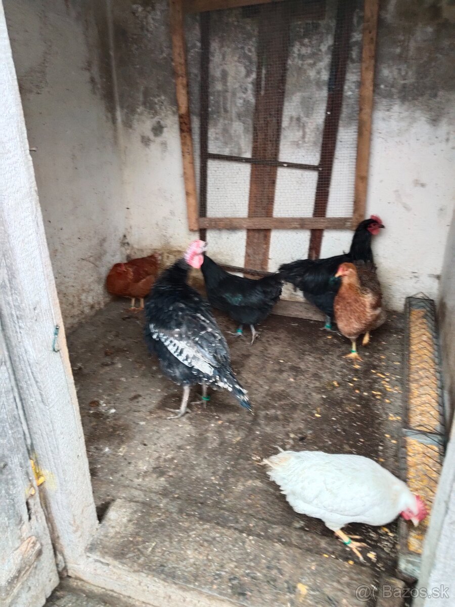 Predám kohúty a moriak bronzový - 3