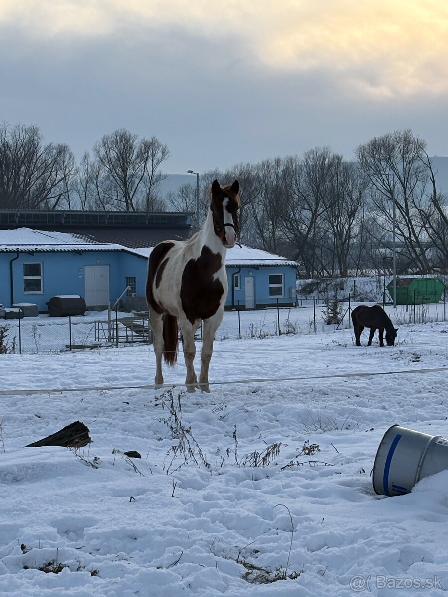 Žrebček na predaj - 3
