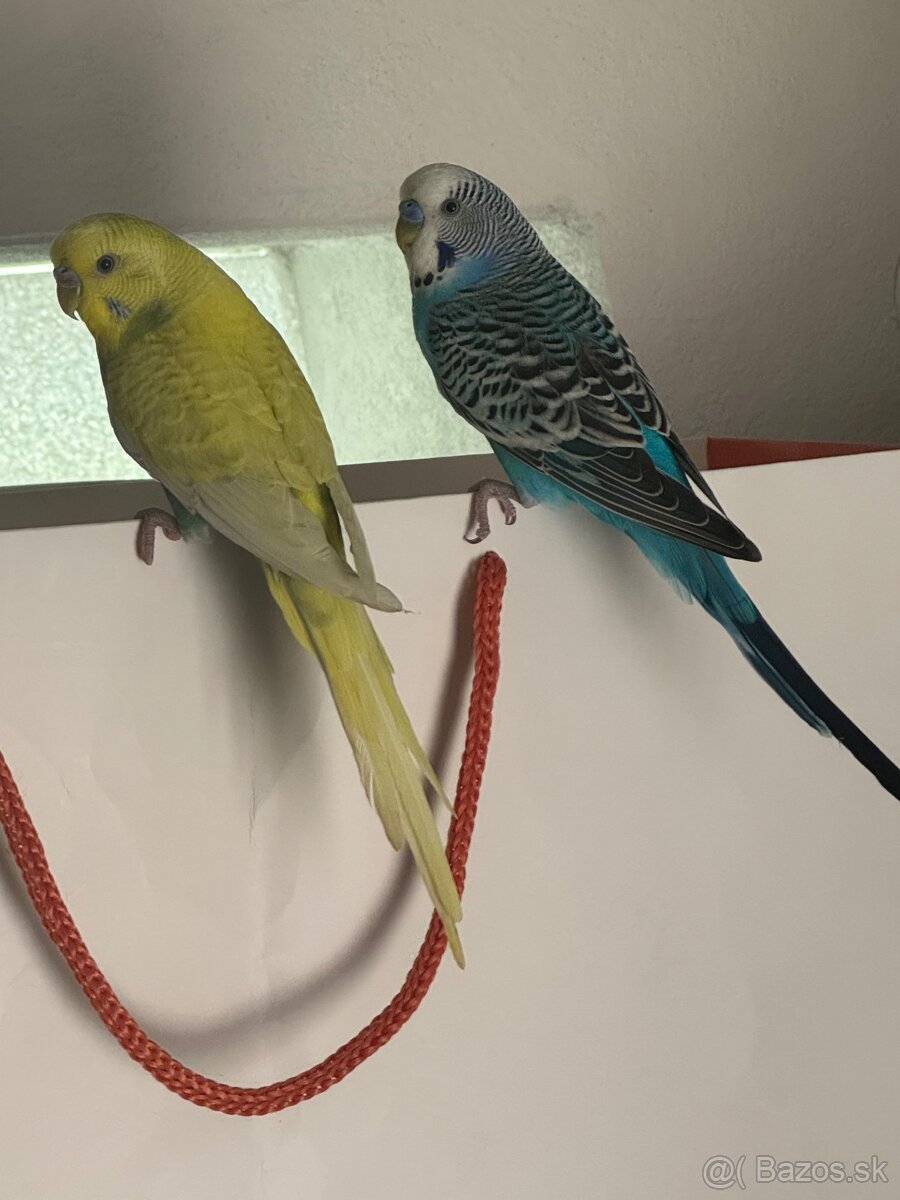 Len do milujucej rodiny Parik samec + samicka 🦜🦜 Andulky - 3