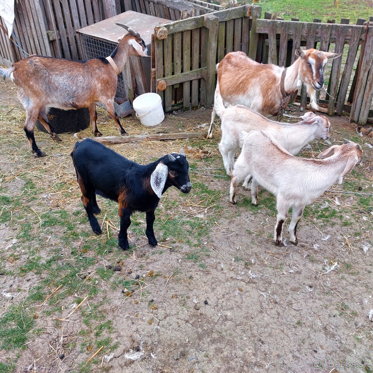 Predam 2 mesačnych capkov - 3